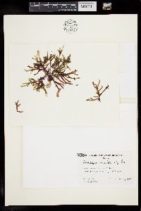 Crassilingua marginifera image