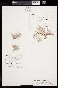 Dichotomaria apiculata image