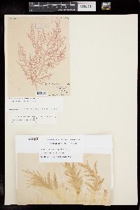 Gloiocladia australis image