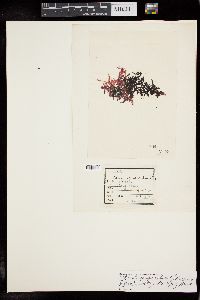 Image of Gloiocladia spinulosa