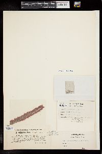 Stylonema alsidii image