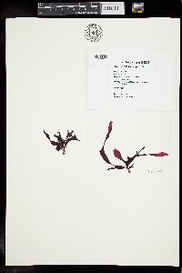 Gracilaria capensis image