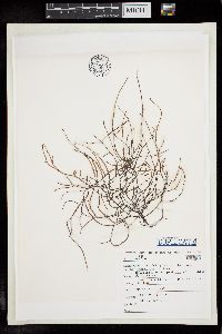 Gracilaria bursa-pastoris image
