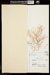 Gracilaria cervicornis image