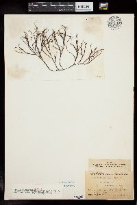Gracilaria damaecornis image