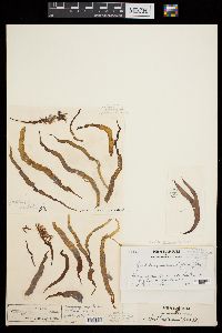 Grateloupia cuneifolia image