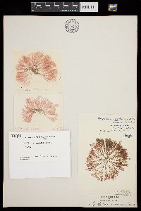 Griffithsia devoniensis image