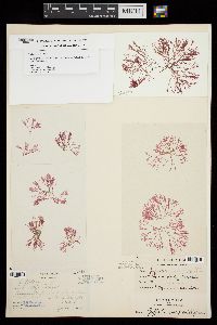 Griffithsia pacifica image