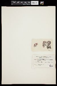 Ahnfeltiopsis hancockii image