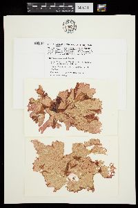 Halymenia maculata image