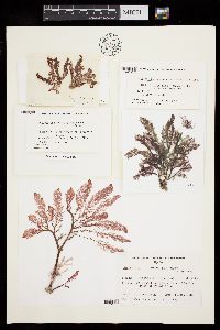 Image of Heterosiphonia crassipes