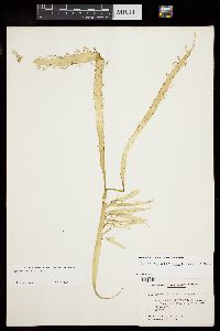 Hymenocladiopsis prolifera image
