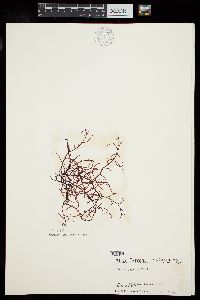 Hypnea japonica image