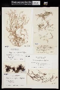 Hypnea musciformis image