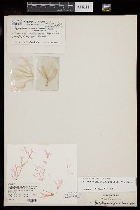Hypoglossum abyssicola image