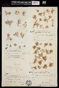 Laurencia intricata image