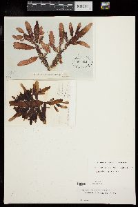 Lenormandia marginata image