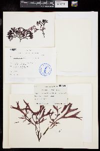 Mastocarpus stellatus image