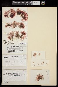 Neosiphonia ferulacea image