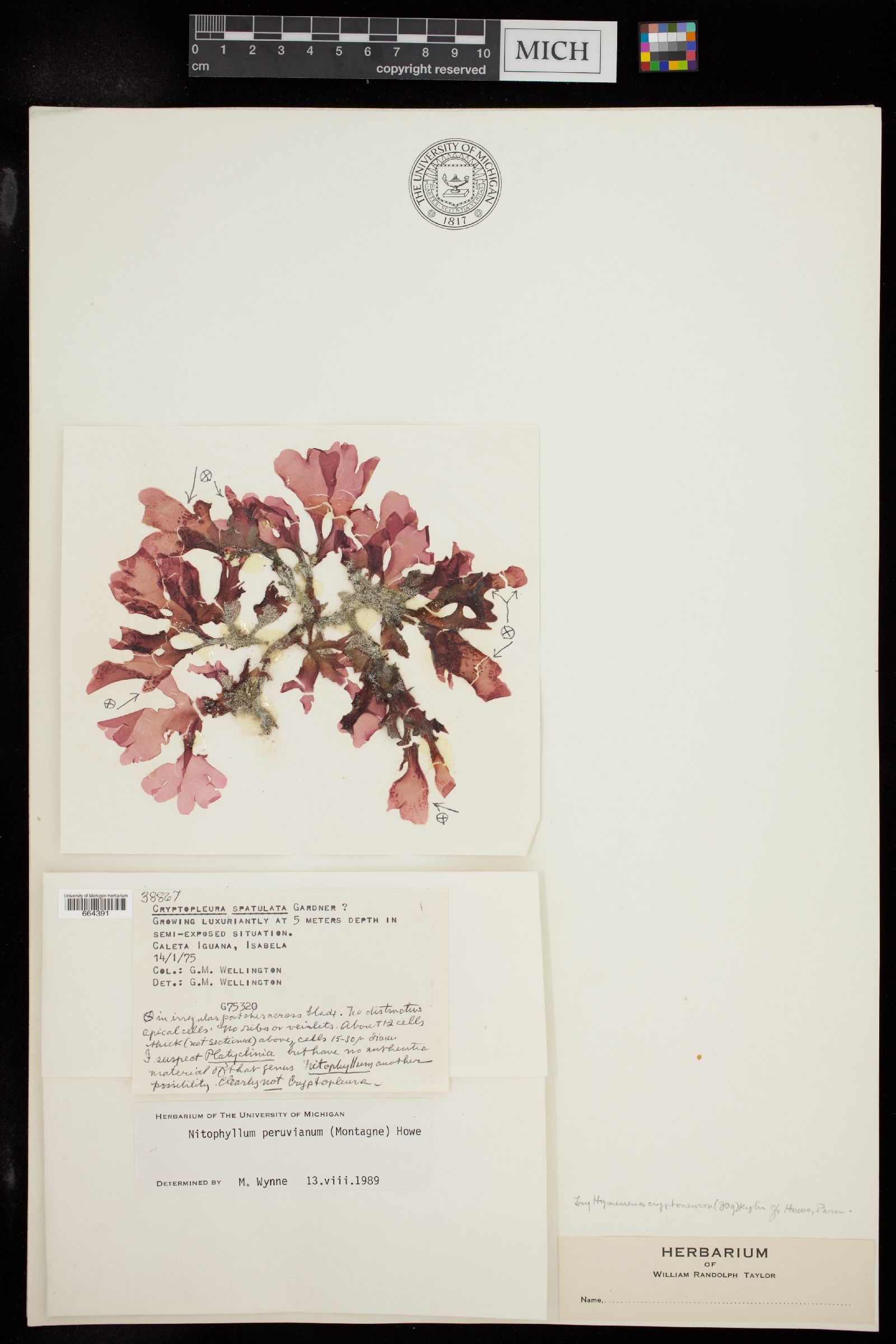 Nitophyllum peruvianum image