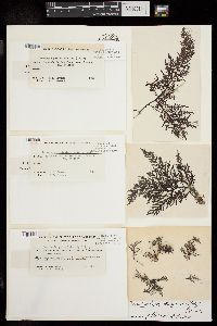 Palisada thuyoides image