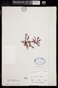 Phycodrys austrogeorgica image
