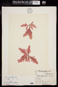 Phycodrys ovifolia image