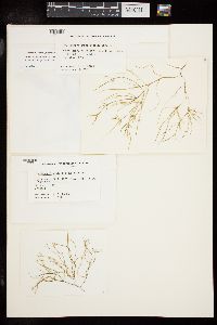 Phyllophora ahnfeltioides image