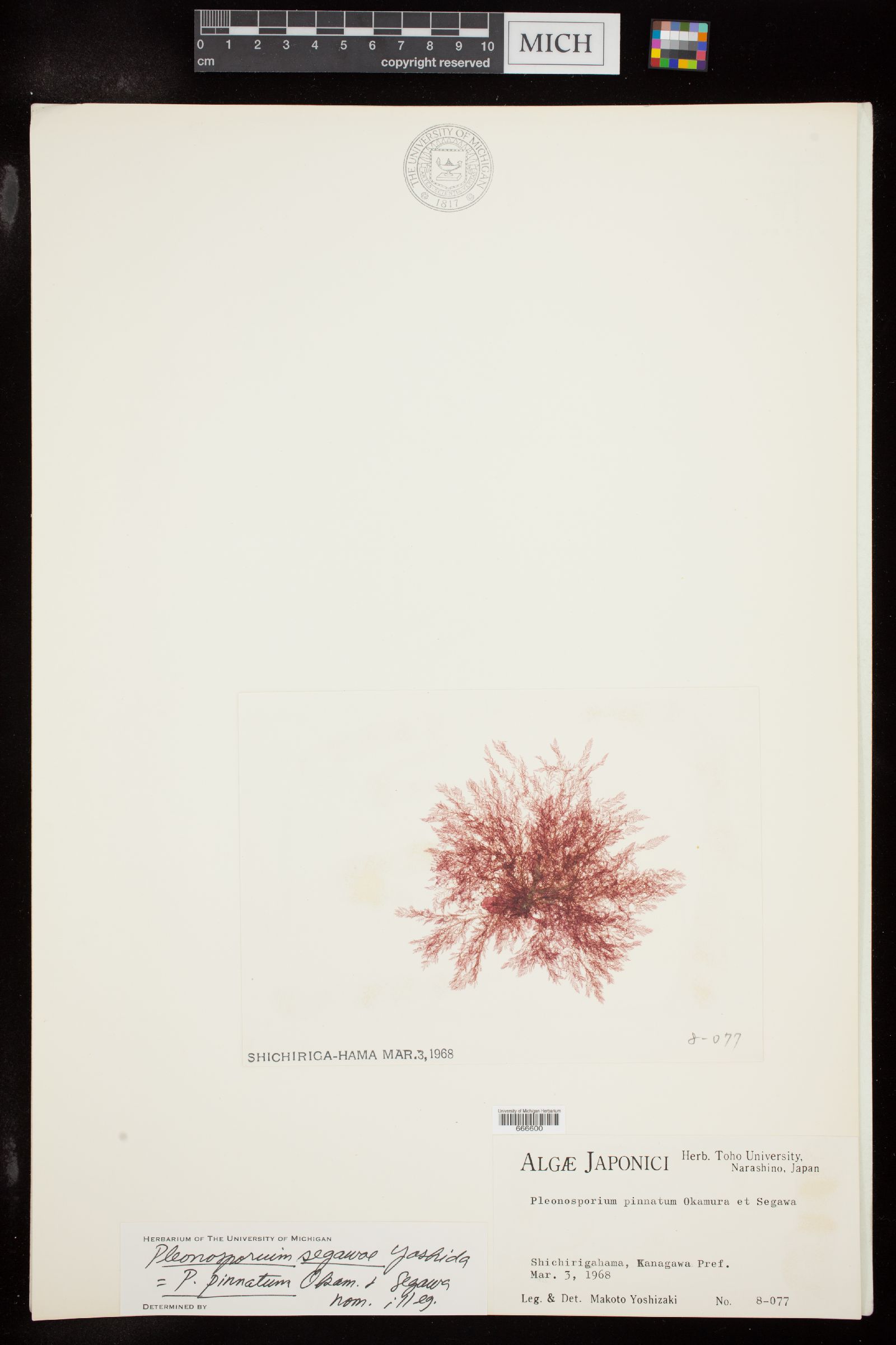 Pleonosporium segawae image