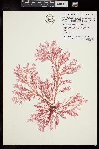 Plocamium fimbriatum image