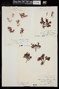 Plocamium violaceum image