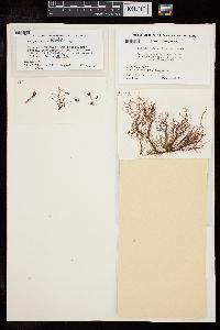 Polysiphonia arctica image
