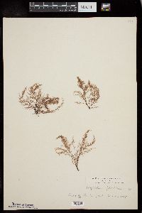 Polysiphonia fibrillosa image