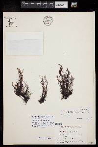 Polysiphonia foetidissima image