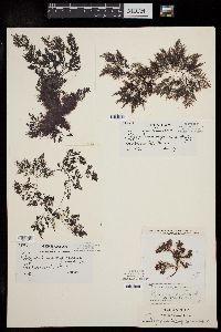 Polysiphonia fucoides image