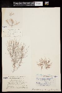 Polysiphonia schneideri image