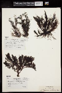 Polysiphonia urceolata var. patens image