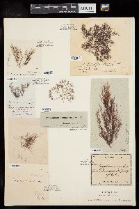 Polysiphonia violacea image