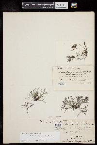 Pterosiphonia spinifera image