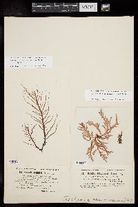 Neoagardhiella ramosissima var. dilatata image