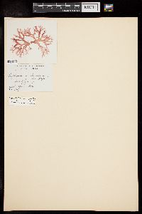 Rhodophyllis divaricata image