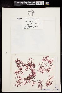 Rhodymenia natalensis image
