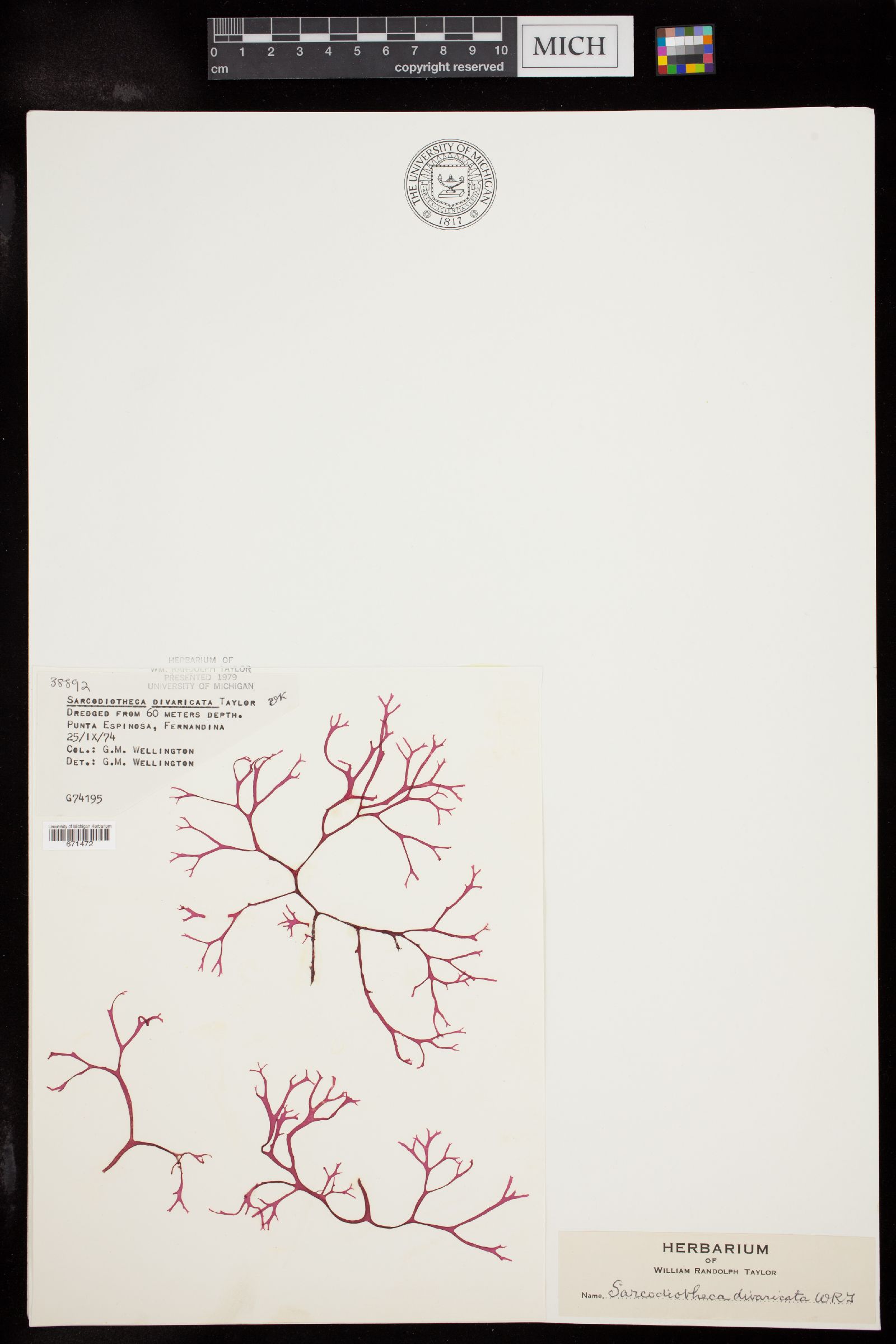 Sarcodiotheca divaricata image