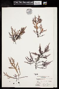 Sarcothalia crassifolia image
