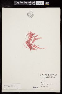 Image of Schimmelmannia dawsonii