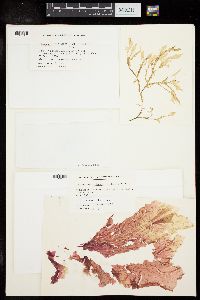 Schizoseris dichotoma image