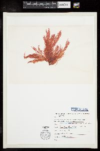Schmitzia japonica image