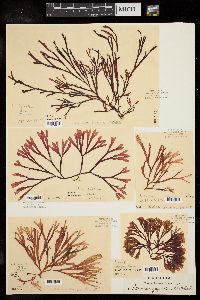 Scinaia japonica image