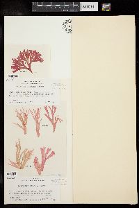 Sebdenia flabellata image