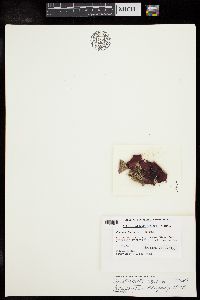 Sonderophycus capensis image